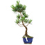 Pinus parviflora, 36 cm, ± 10 años