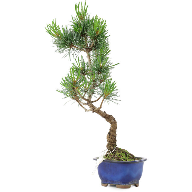 Pinus parviflora, 36 cm, ± 10 jaar oud