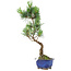 Pinus parviflora, 36 cm, ± 10 jaar oud