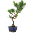 Pinus parviflora, 34 cm, ± 10 Jahre alt