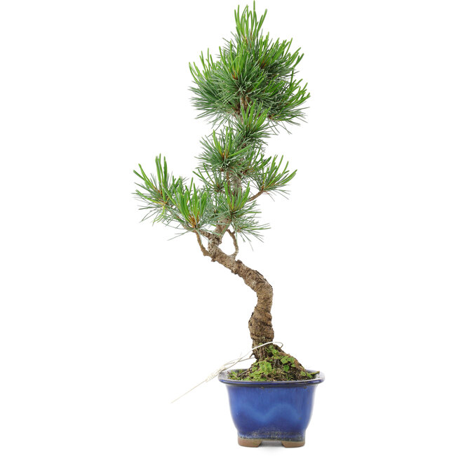 Pinus parviflora, 36 cm, ± 10 años