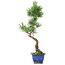 Pinus parviflora, 36 cm, ± 10 jaar oud