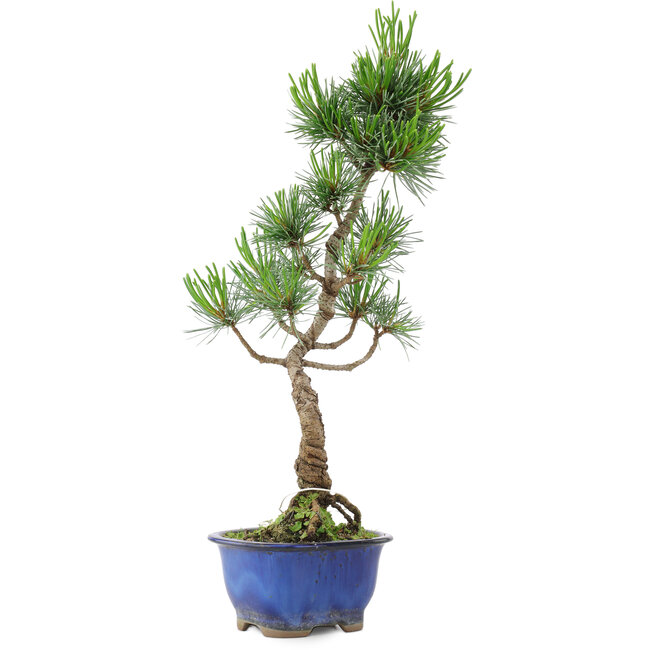 Pinus parviflora, 36 cm, ± 10 años