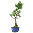 Pinus parviflora, 36 cm, ± 10 Jahre alt