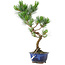 Pinus parviflora, 34 cm, ± 10 Jahre alt