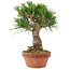 Pinus thunbergii, 19,5 cm, ± 10 Jahre alt