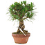 Pinus thunbergii, 19,5 cm, ± 10 Jahre alt