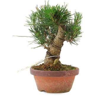 Pinus thunbergii, 16 cm, ± 10 Jahre alt