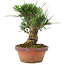 Pinus thunbergii, 16 cm, ± 10 jaar oud