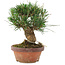 Pinus thunbergii, 16 cm, ± 10 jaar oud