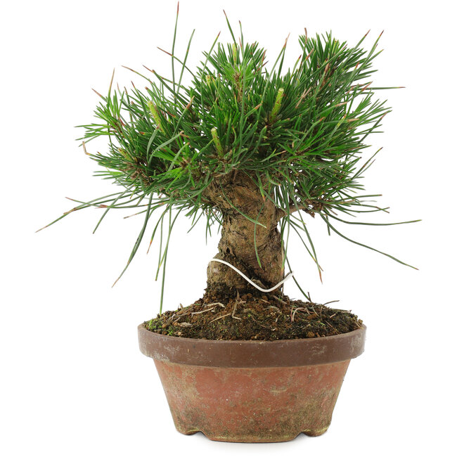 Pinus thunbergii, 15 cm, ± 10 Jahre alt