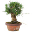Pinus thunbergii, 16 cm, ± 10 jaar oud