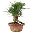 Pinus thunbergii, 16 cm, ± 10 jaar oud