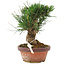 Pinus thunbergii, 16 cm, ± 10 jaar oud