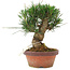 Pinus thunbergii, 16 cm, ± 10 jaar oud