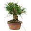 Pinus thunbergii, 15 cm, ± 10 Jahre alt