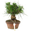 Pinus thunbergii, 15 cm, ± 10 Jahre alt