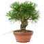 Pinus thunbergii, 17 cm, ± 10 Jahre alt