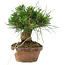 Pinus thunbergii, 15 cm, ± 10 Jahre alt