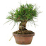 Pinus thunbergii, 15 cm, ± 10 Jahre alt