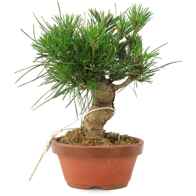 Pinus thunbergii, 15,5 cm, ± 10 anni