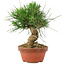 Pinus thunbergii, 15,5 cm, ± 10 anni