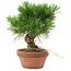 Pinus thunbergii, 17 cm, ± 10 Jahre alt