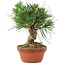 Pinus thunbergii, 15,5 cm, ± 10 Jahre alt