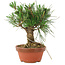 Pinus thunbergii, 15,5 cm, ± 10 anni