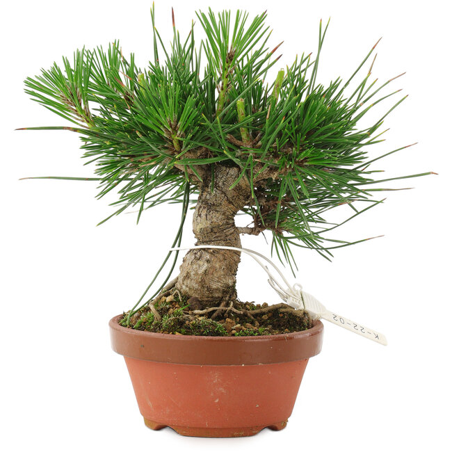 Pinus thunbergii, 15 cm, ± 10 Jahre alt