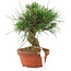 Pinus thunbergii, 15,5 cm, ± 10 anni