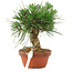 Pinus thunbergii, 15,5 cm, ± 10 anni