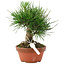 Pinus thunbergii, 15 cm, ± 10 Jahre alt