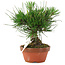 Pinus thunbergii, 15 cm, ± 10 Jahre alt