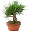 Pinus thunbergii, 15 cm, ± 10 Jahre alt