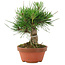 Pinus thunbergii, 15 cm, ± 10 Jahre alt