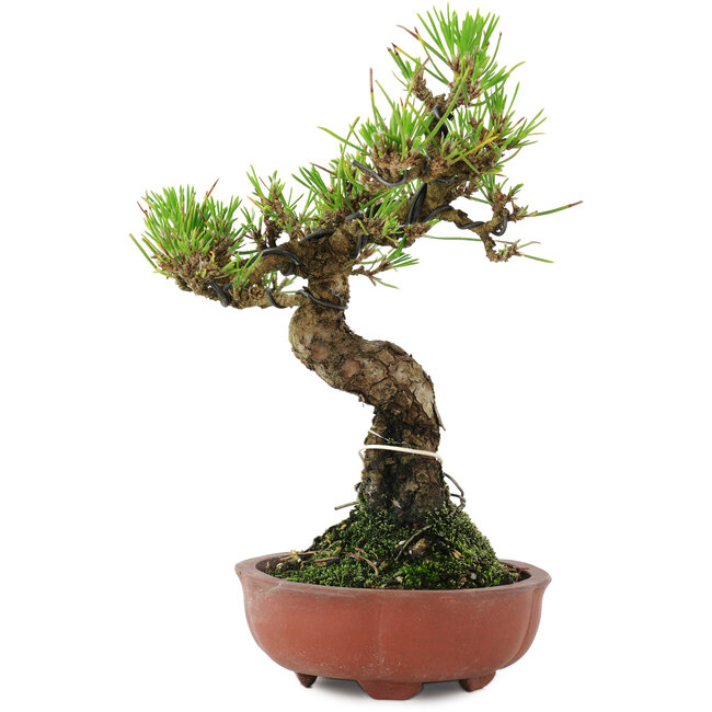 Pinus thunbergii, 18 cm, ± 10 Jahre alt