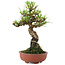 Pinus thunbergii, 18 cm, ± 10 Jahre alt