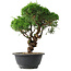 Juniperus chinensis Kishu, 22,5 cm, ± 15 jaar oud