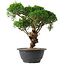 Juniperus chinensis Kishu, 22,5 cm, ± 15 jaar oud