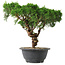 Juniperus chinensis Kishu, 22,5 cm, ± 15 jaar oud