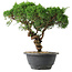 Juniperus chinensis Kishu, 22,5 cm, ± 15 jaar oud