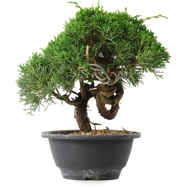 Juniperus chinensis Kishu, 20 cm, ± 15 Jahre alt