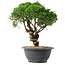 Juniperus chinensis Kishu, 22,5 cm, ± 15 jaar oud