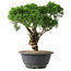 Juniperus chinensis Kishu, 22,5 cm, ± 15 jaar oud