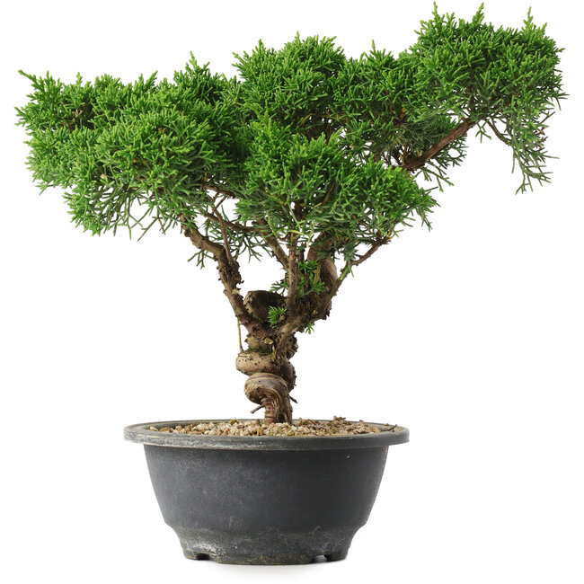 Juniperus chinensis Kishu, 22,5 cm, ± 15 jaar oud