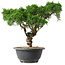 Juniperus chinensis Kishu, 22,5 cm, ± 15 jaar oud