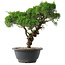 Juniperus chinensis Kishu, 22,5 cm, ± 15 jaar oud