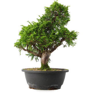 Juniperus chinensis Itoigawa, 35 cm, ± 15 jaar oud