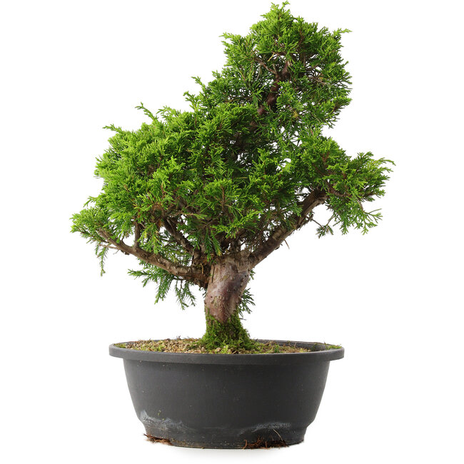 Juniperus chinensis Itoigawa, 35 cm, ± 15 jaar oud